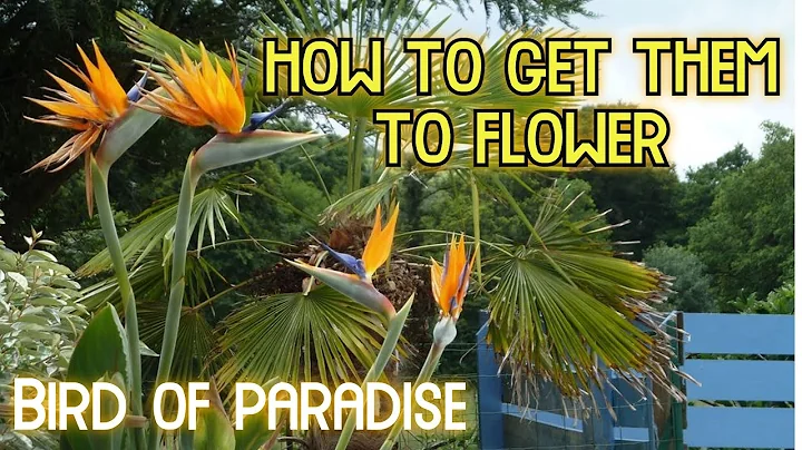 How to get Bird of Paradise Plants to Flower  ( How to get Bird of Paradise Plants to Bloom )