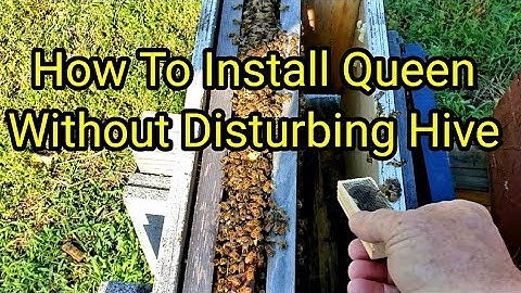 How To Install Queen Without Disturbing Hive,