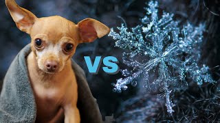 Chihuahua vs Snow!!! Epic Dog Tale!!!