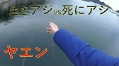 春アオリを磯から冷凍アジで釣りました Youtube