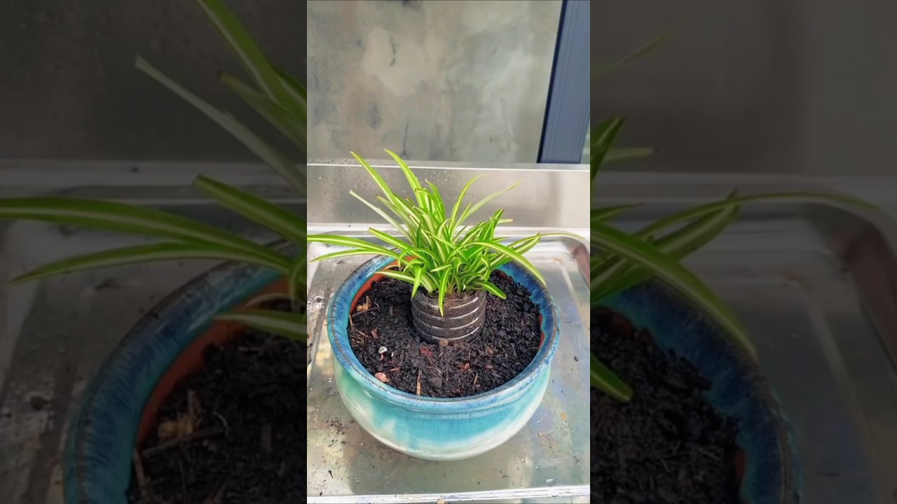 Flower spider plant propagation to grow up. Planting Chlorophytum #shorts #viralvideo #plants #diy