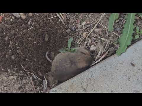 Gopher digging a hole