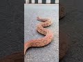 Dangerous Snake Rescue Operation in Residential Area | Must Watch #Shorts