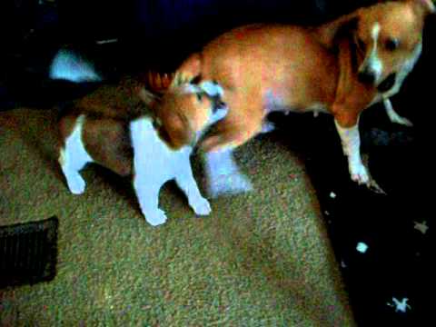 video phone beyonce mp3 When good puppies go bad