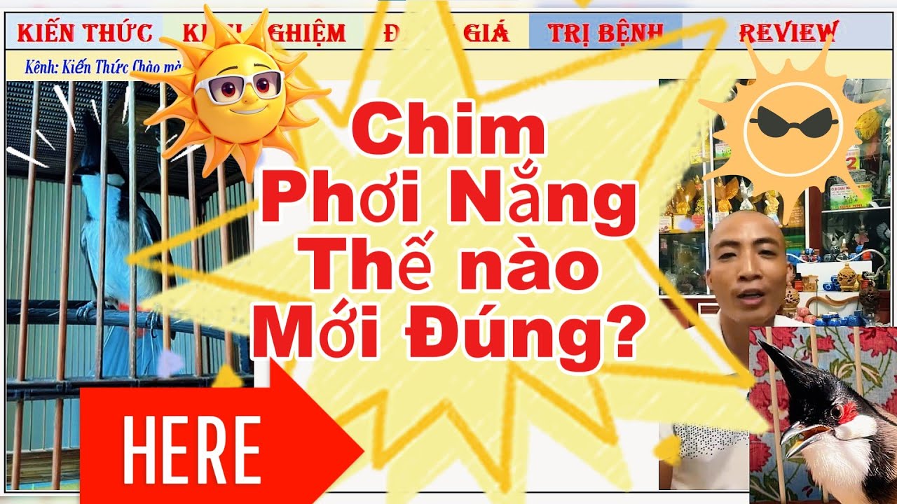 Chia sẻ về Phơi nắng Sáng cho Chim chào mào Thi Đấu thế nào là đúng?