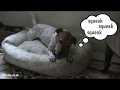 Terrier vs Chuckit Ultra Squeaker Ball
