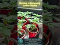 Explosive Root Growth: Elite Pheno Cloner SOP 🧬