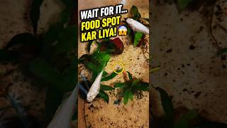 😱 Wait For It... Food Spot Kar Liya! 🐠 FishLover #AquaticLife #FishVideo #Shorts #AquariumLife