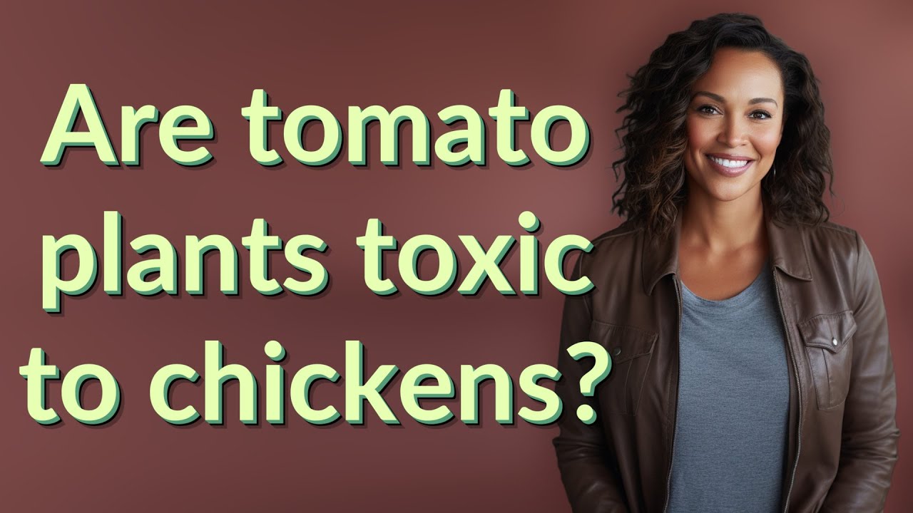 Are tomato plants toxic to chickens?