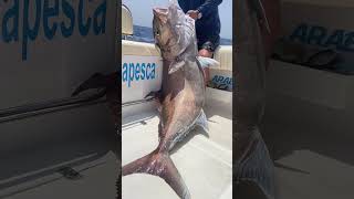 GIANT AMBERJACK!! #fishing #viral