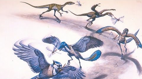 Transitional fossil Museum