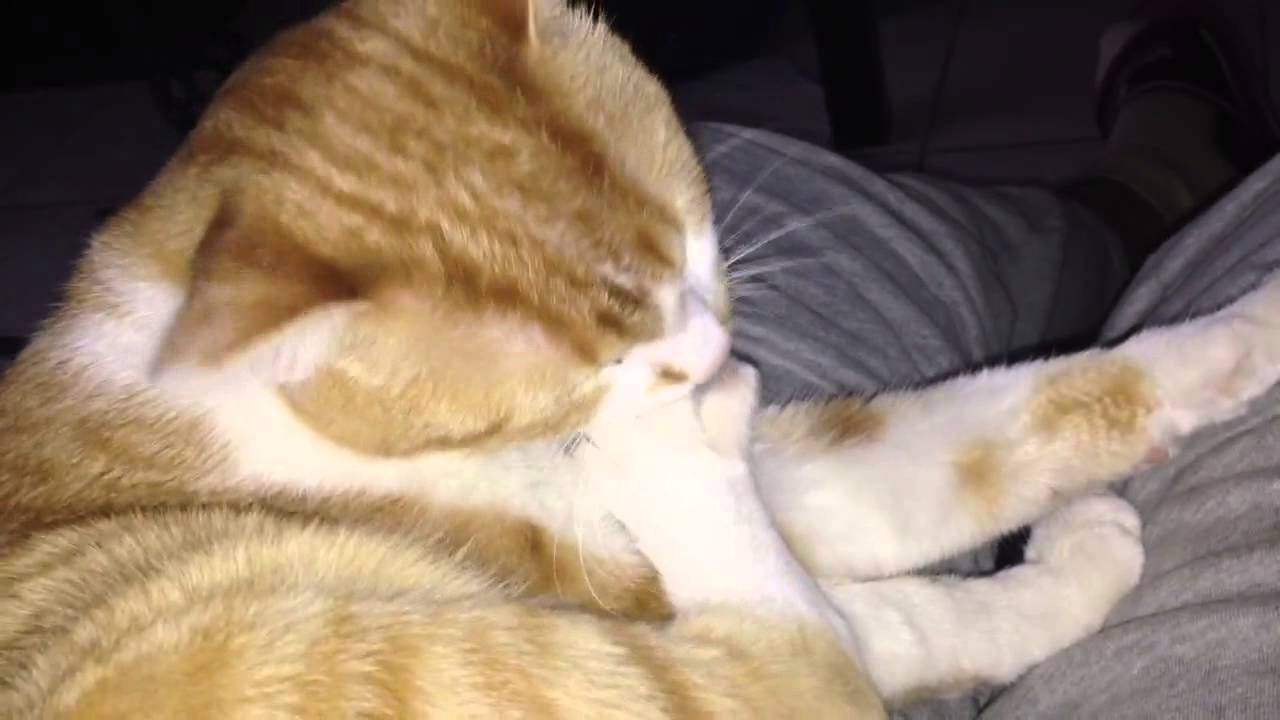Cat Bites His Toenails YouTube