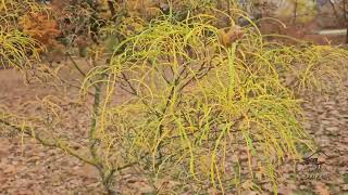 Frangula alnus 'Asplenifolia' krušina olšová