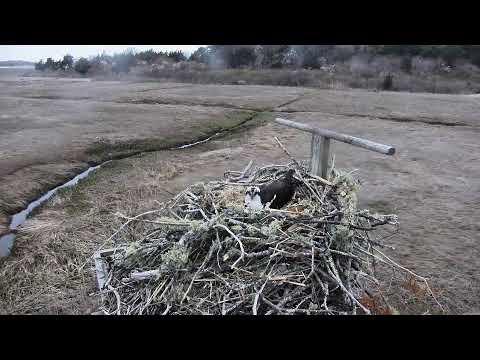 camera iphone 8 plus apk Cape Cod Museum of Natural History Live Stream