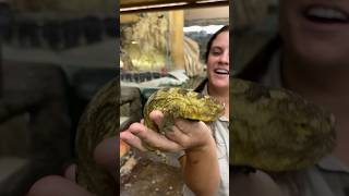 The Largest Species of Geckos🤩🙌