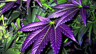 MR TRAUMATIK & MTD - PURPLE PLANTATION