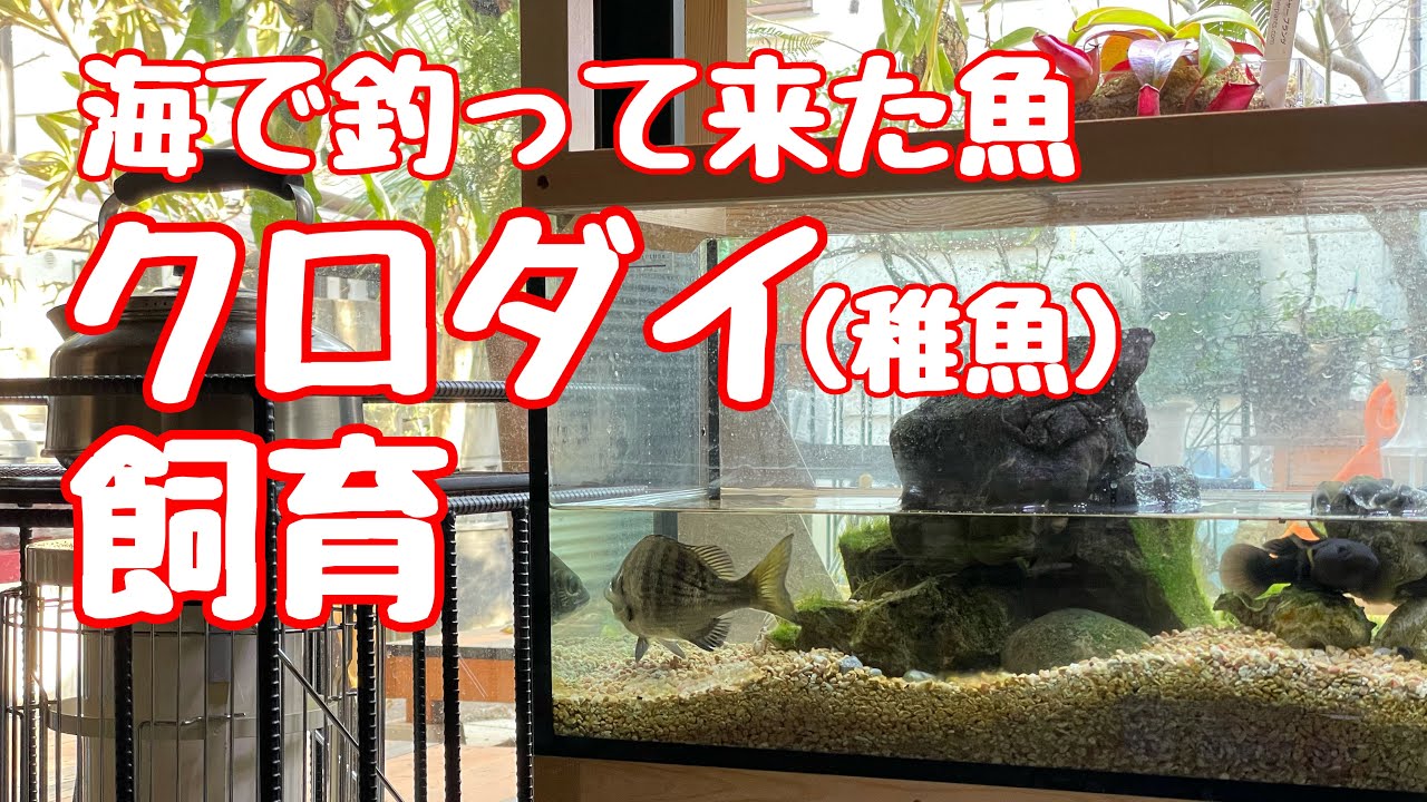 海で釣ってきたクロダイ 稚魚 を飼育 エサやり 01 Youtube