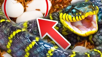 Amazing Snake Lays Surprise Clutch of Eggs!
