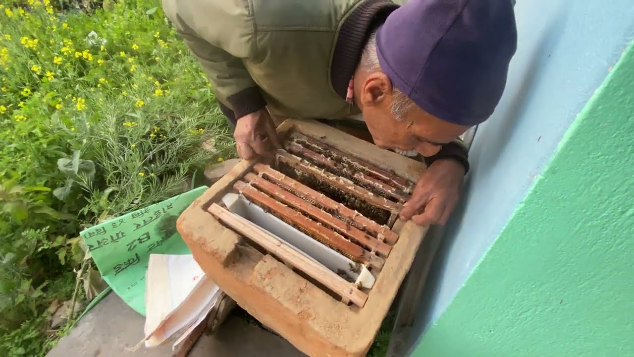 आज यो घारको मौरीघार अबलोकन गरियो ! | Nepal Bee Keeping