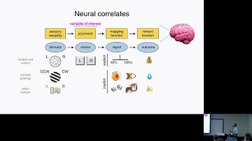 Neurocomputational Mechanisms of Private and Public Confidence in Humans