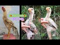 Quality Parrot Beak Chicks | 8639717935 | Long Tail Chicks | Video 2623 | Rythu Market 2