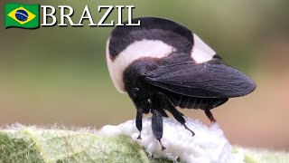 Treehopper Laying Eggs Membracis Sp. Brazil V179