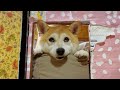 知らない人が隣の部屋に!?︎吠えるもも、転がる空、そして天は...!?︎  When a stranger visits