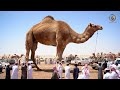 اكبر حيوان في العالم تابعو الحساب اكبر ناقه اكبر جمل السعودية اكسبلور رخام عالم العالم 