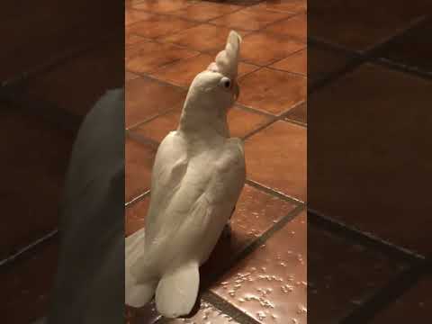 Bird Klaus at large, クラウスあるく! YouTube