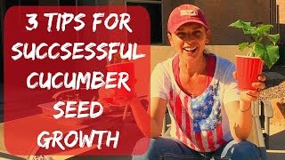 How To Plant Cucumbers From Seeds - Organic Vegetable Garden In Arizona - Container Gardening