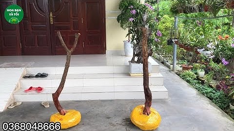 Phôi sim rừng dáng trực co lắc.Hoa bạn và tôi