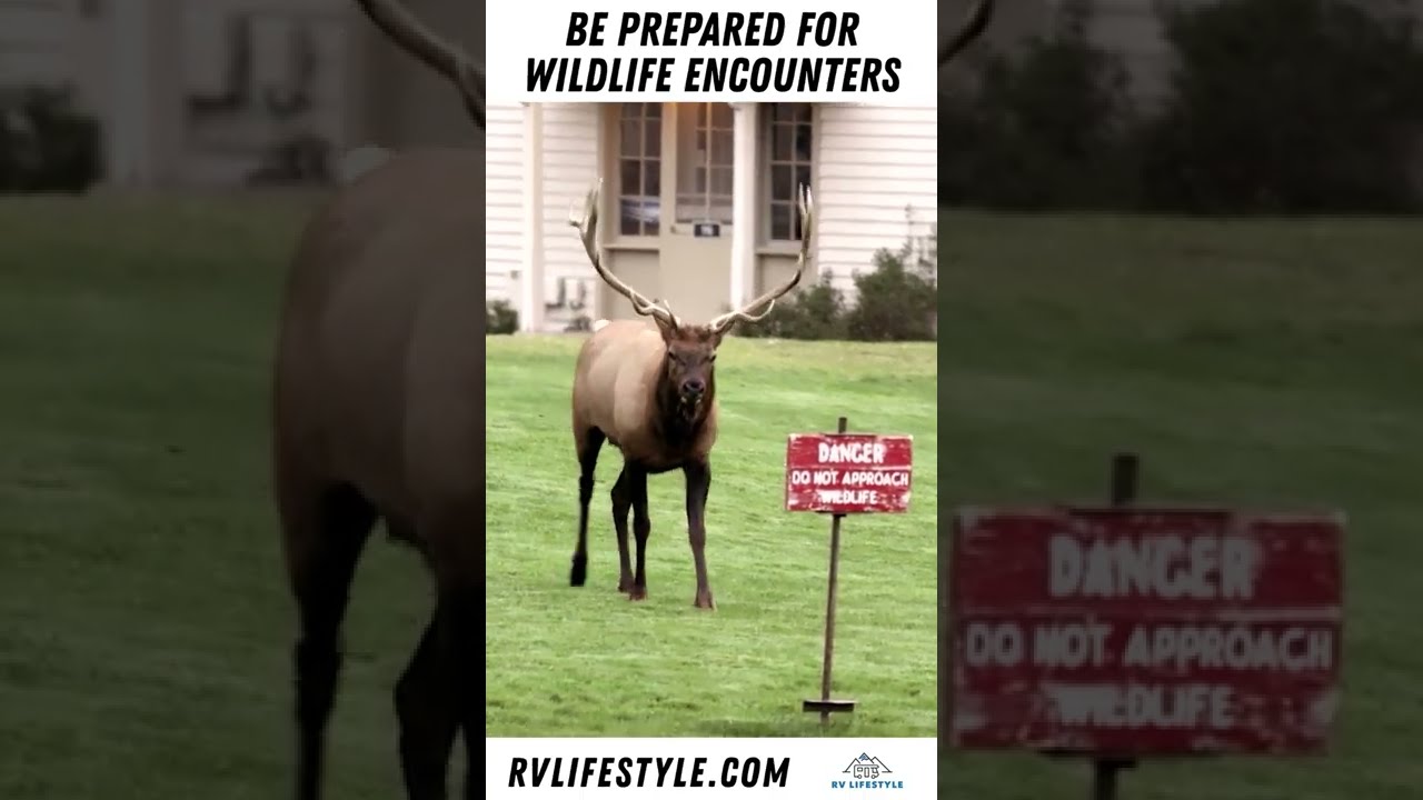 Wildlife Encounters at Yellowstone National Park #shorts