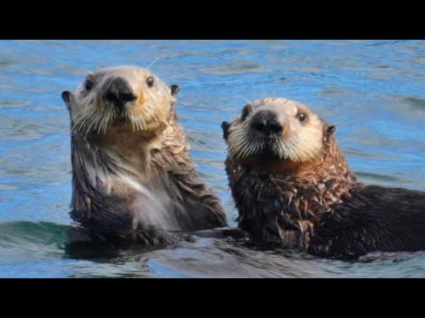 Video: Eet otters see-egels?