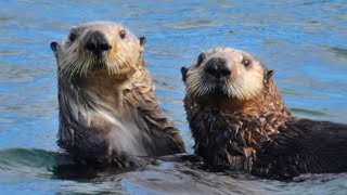 Whales, Otters & Eagle Chicks: 24 Hours in Alaska | Alaska   | Wild Travel | Robert E Fuller