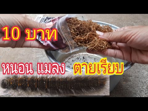 วีดีโอ: กินถั่วพีแคน – เรียนรู้เกี่ยวกับศัตรูพืชที่กินถั่วพีแคน