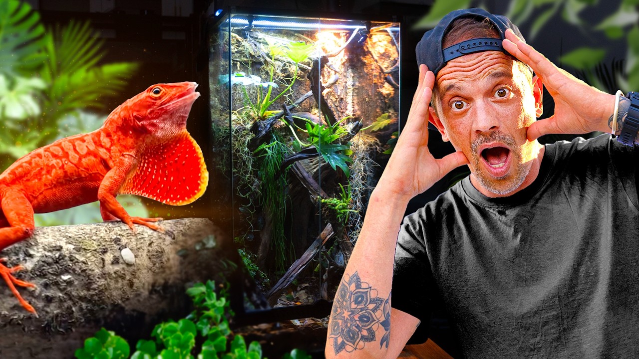 LE LÉZARD PARFAIT POUR DÉBUTER !🦎 (gros crush ❤️) - TOOPET