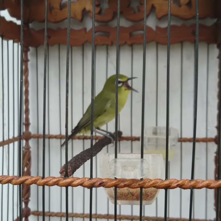Pleci RAMbo nembak lovebird