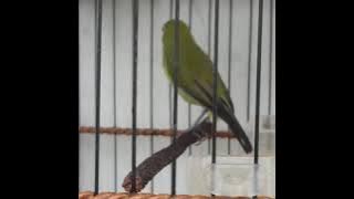Pleci RAMbo nembak lovebird