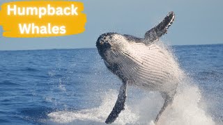Humpback Whales In The Ocean by Lord of Animals 969 views 8 months ago 2 minutes, 46 seconds