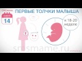14  неделя беременности - первые шевеления малыша, толчки ребенка.