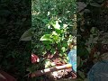dan akhir nya dapet juga capung nya #shortvideo #viralvideo #youtubeshorts