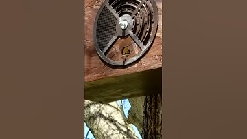Scout bee checking out the swarm trap