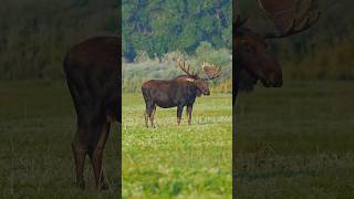 80 Yard follow up MOOSE MISSILE #archery #elk #deer 
