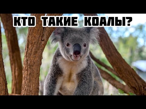 Кто такие коалы?
