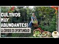 1 planta alimenta 4 Familias!! 😱PAPA DEL AIRE o CHAYOTE Proceso COMPLETO desde la Siembra