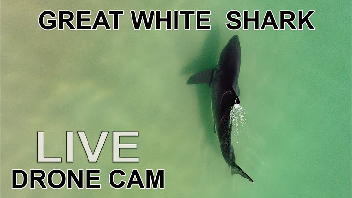Great White Shark Search: LIVE Stream (Drone Cam)