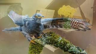 ON HEARING THE FIRST CUCKOO IN SPRING (1912) by FREDERICK DELIUS -  Gareth Giles - solo Piano