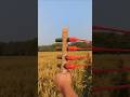 Bamboo Slingshot challenge #PrecisionShot #BambooCraft #DIYChallenge