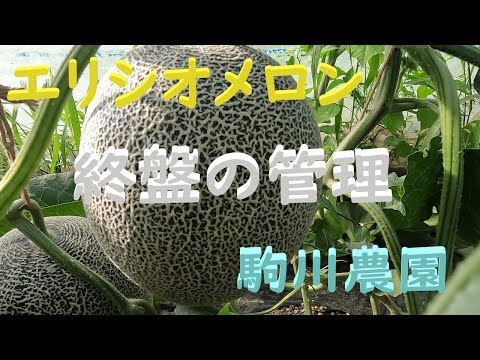 ハウスメロンの終盤の管理 駒川農園 24.7.7 - YouTube