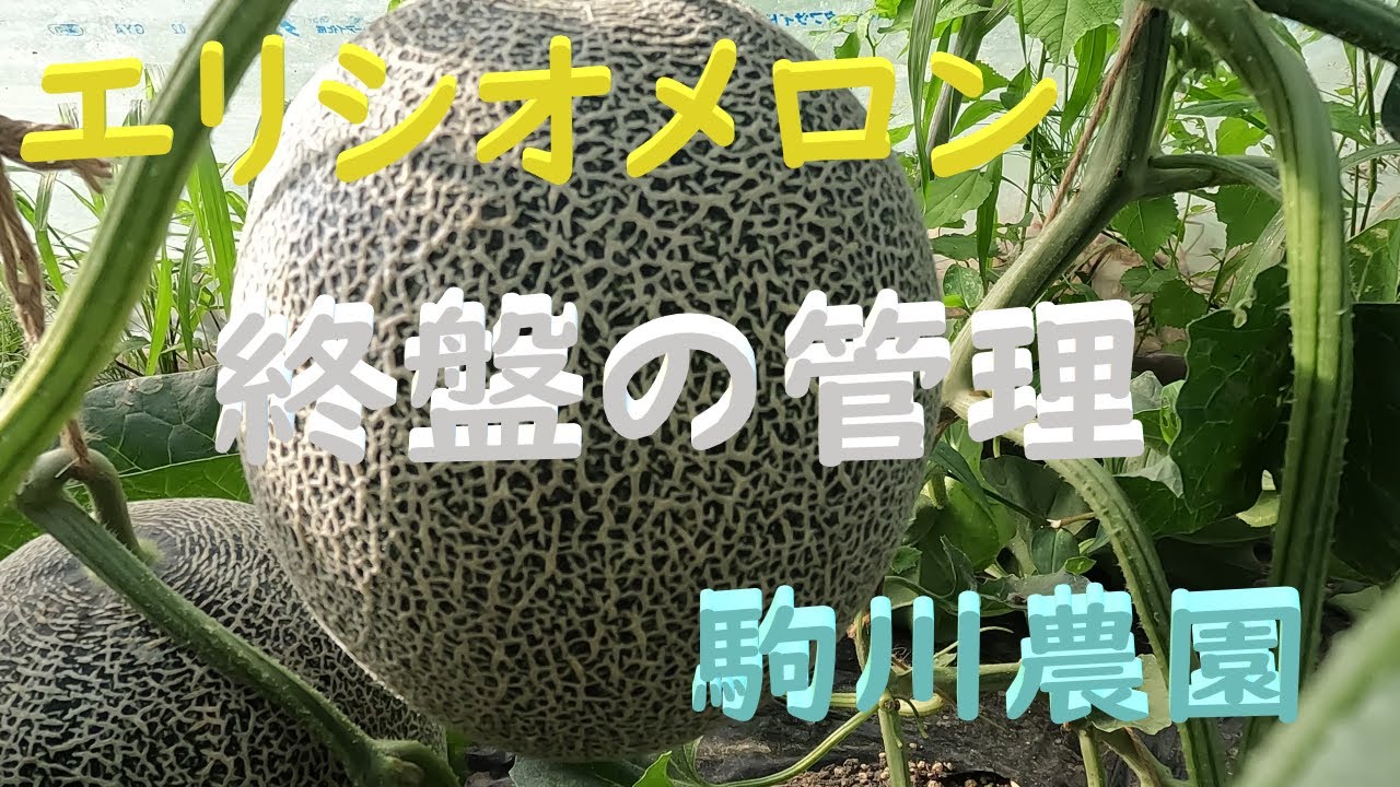 ハウスメロンをつくりこなす : スタミナ・草勢・果勢の診断と調整 メロン栽培/育て方/作り方。生育ステージにおける樹勢・草勢診断と対策